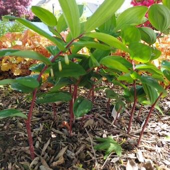 Polygonatum Odoratum 'Red Stem'