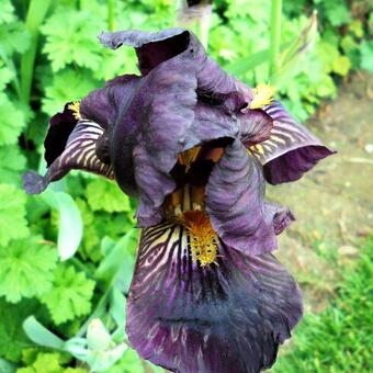 Iris germanica