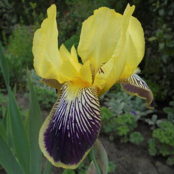 Iris germanica