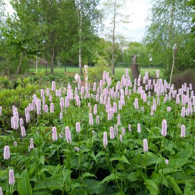 Persicaria bistorta - Persicaria bistorta