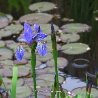 Iris sibirica