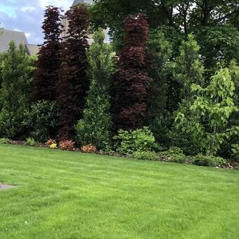 Acer platanoides 'Crimson Sentry'