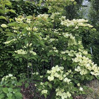 Cornus kousa 'Milky Way'