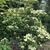 Cornus kousa 'Milky Way'