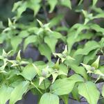 Cornus kousa 'Venus'  - CORNOUILLER DU JAPON