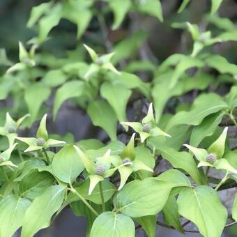 Cornus kousa 'Venus'