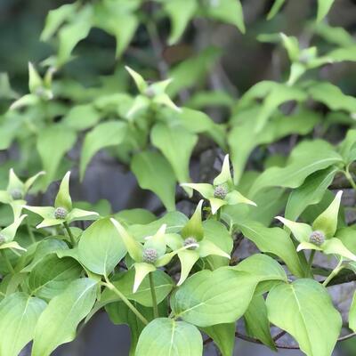 Cornus kousa 'Venus'  - 