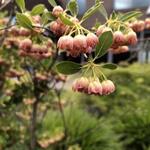 Enkianthus campanulatus - Enkianthus campanulatus