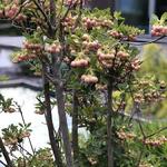 Enkianthus campanulatus - Enkianthus campanulatus