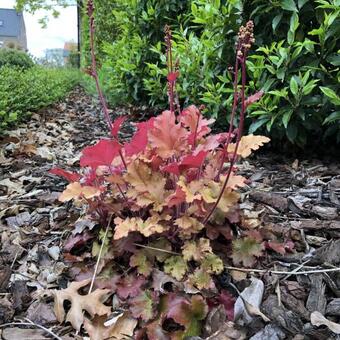 Heuchera 'Marmalade'