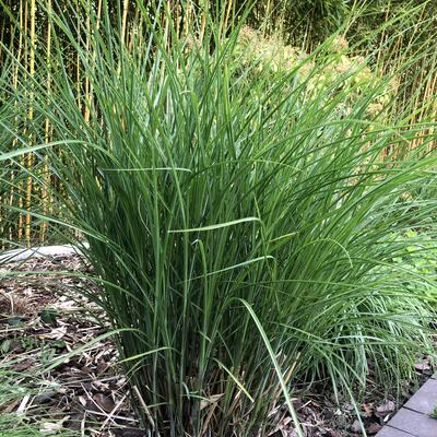 Miscanthus sinensis 'Gracillimus' - Miscanthus sinensis 'Gracillimus'