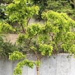 Robinia pseudoacacia 'Twisty Baby' - 