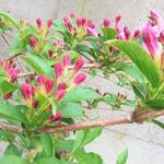 Weigela 'Rosea' - 