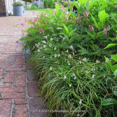 Muguet du Japon - Ophiopogon japonicus