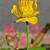 Trollius chinensis 'Golden Queen'