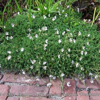 Erodium petraeum ssp. crispum 'Stephanie'