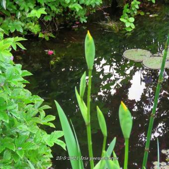 Iris pseudacorus