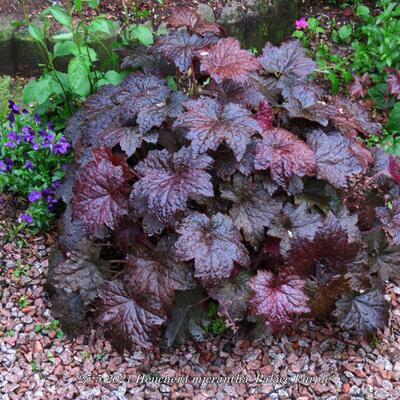 Heuchera micrantha 'Palace Purple'