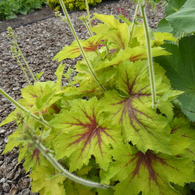 Heuchera 'Pear CRISP' - 