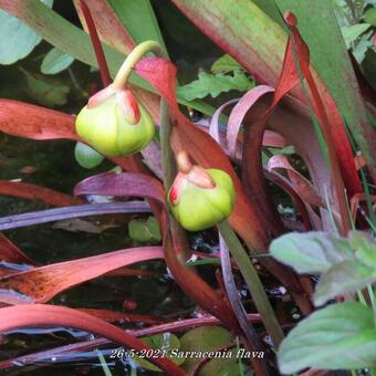 Sarracenia flava