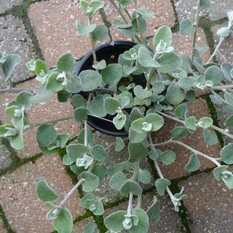 Helichrysum petiolare 'Blue Green Leaved'