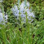 Camassia cusickii 'Blue Heaven' - 