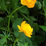 Trollius 'Etna' - 