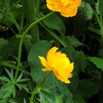 Trollius 'Etna'