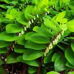 Polygonatum Odoratum 'Red Stem' - 