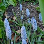 Muscari neglectum 'Baby's Breath' - 