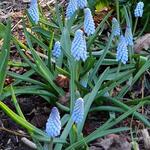 Muscari neglectum 'Baby's Breath' - 