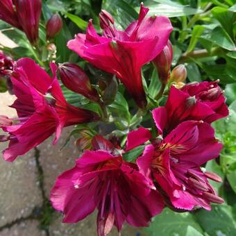 Alstroemeria 'Mantra'