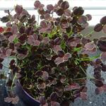 Trifolium 'Dark Debbie' - 