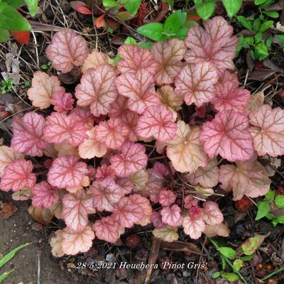 Heuchera 'Pinot Gris' - Heuchera 'Pinot Gris'