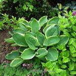 Hosta 'Parasol' - 