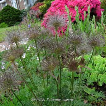 Pulsatilla vulgaris