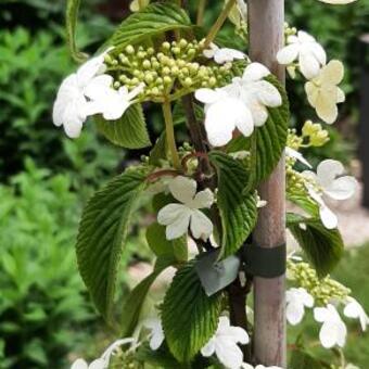 Viburnum plicatum 'Kilimandjaro'