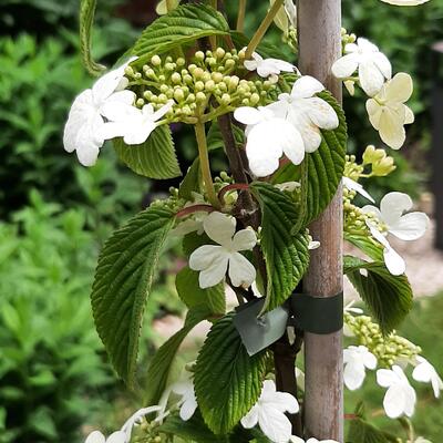 Viburnum plicatum 'Kilimandjaro' - Viburnum plicatum 'Kilimandjaro'