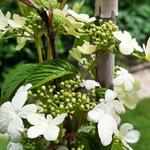 Viburnum plicatum 'Kilimandjaro'