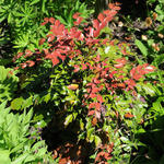 Mahonia nitens 'Cabaret' - 