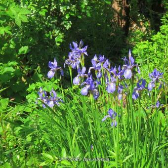 Iris sibirica