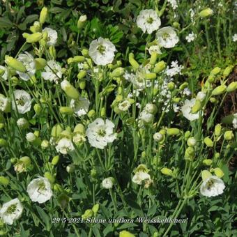 Silene uniflora 'Weisskehlchen'