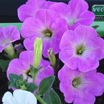 Petunia 'SANGUNA Rose Vein' - 