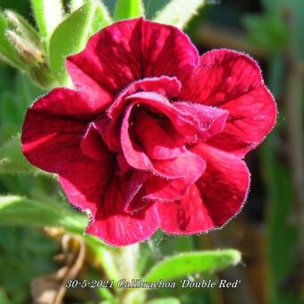 Calibrachoa 'Double Red'