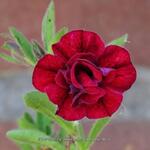 Calibrachoa 'Double Red' - 