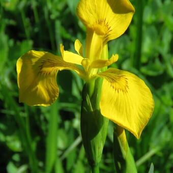 Iris pseudacorus