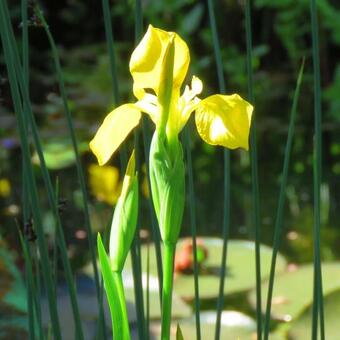 Iris pseudacorus