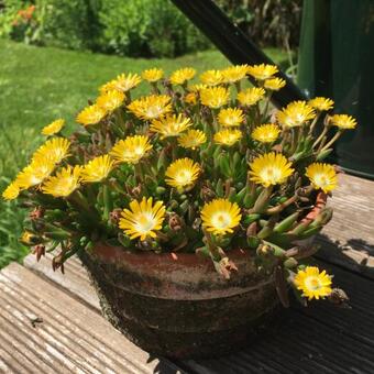 Delosperma cooperi 'JEWEL OF DESERT Peridot'