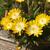 Delosperma cooperi 'JEWEL OF DESERT Peridot'