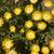 Delosperma cooperi 'JEWEL OF DESERT Peridot'